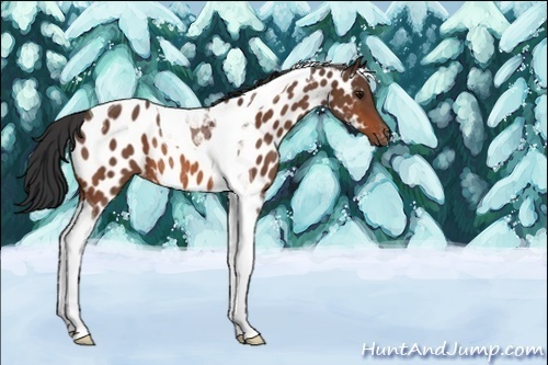 Horse Color:Bay Tobiano Near Leopard Rabicano 