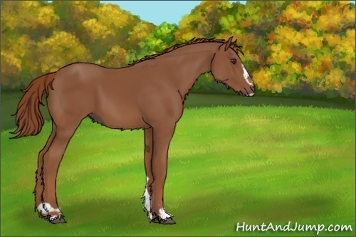 Horse Color:Chestnut Sabino 