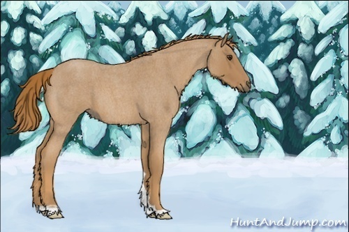 Horse Color:Red Roan 