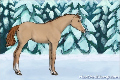 Horse Color:Red Dun Sabino 