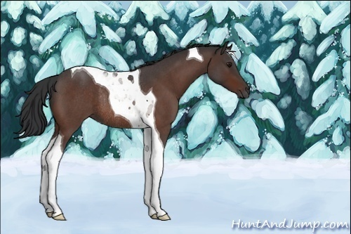 Horse Color:Bay Roan Tobiano Rabicano 