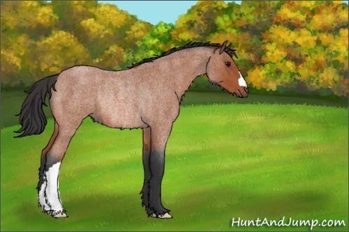 Horse Color:Bay Roan Rabicano 