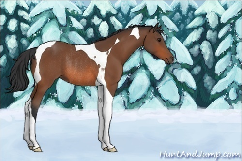 Horse Color:Bay Tobiano Rabicano 