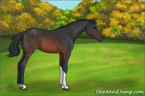 Horse Color:Brown Tobiano 