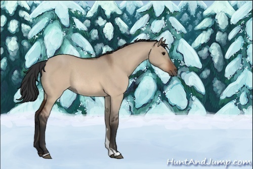 Horse Color:Bay Roan Dun Rabicano 