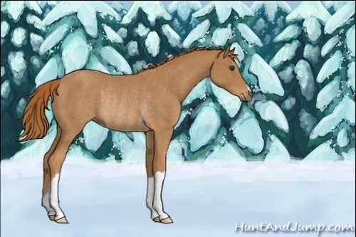 Horse Color:Chestnut Rabicano 