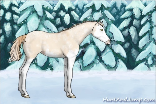 Horse Color:Gold Champagne Ice Dun Splash 