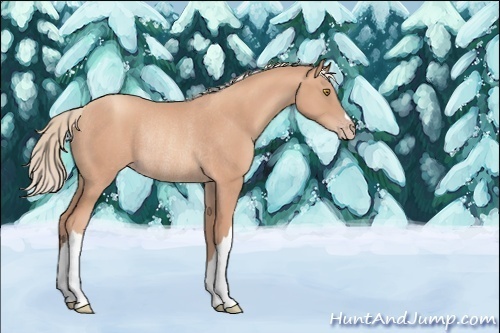 Horse Color:Gold Champagne Rabicano 