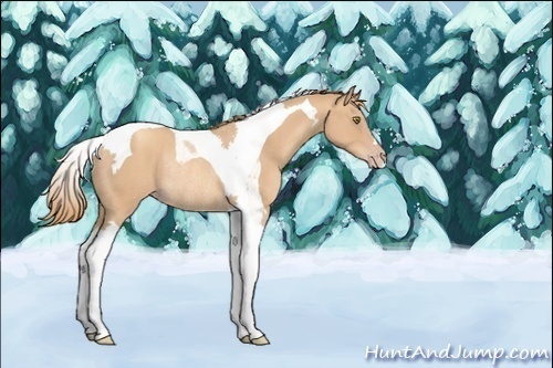 Horse Color:Gold Champagne Tobiano Rabicano 