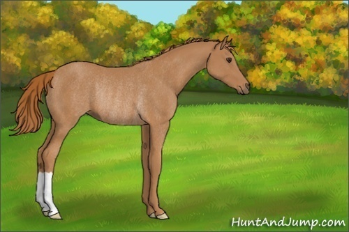 Horse Color:Chestnut Rabicano 