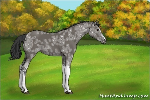 Horse Color:Grullo Ice 
