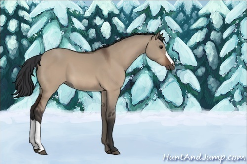 Horse Color:Brown Dun 