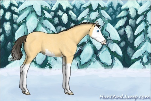 Horse Color:Buckskin Roan Splash 