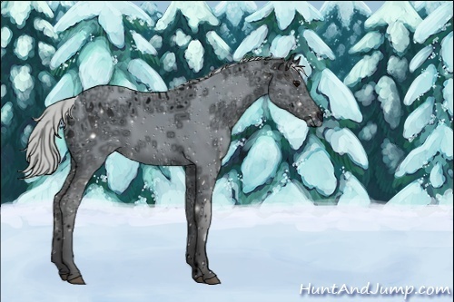 Horse Color:ERROR: UNKNOWN ANOMALY