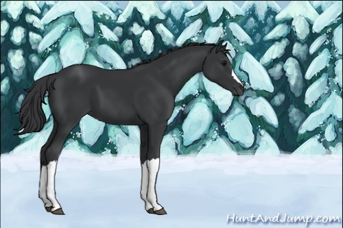 Horse Color:Black 