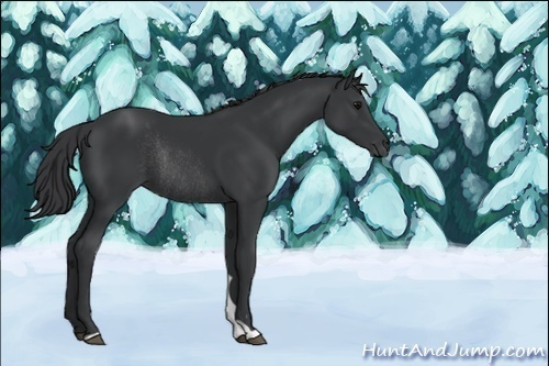 Horse Color:Black Rabicano 