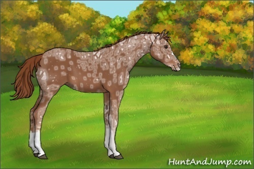 Horse Color:ERROR: UNKNOWN ANOMALY