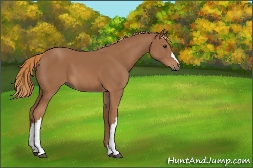 Horse Color:Chestnut 