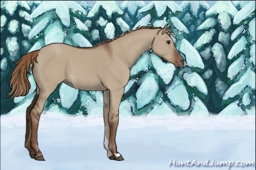 Horse Color:Liver Red Dun 