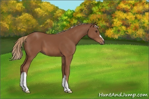 Horse Color:Chestnut 