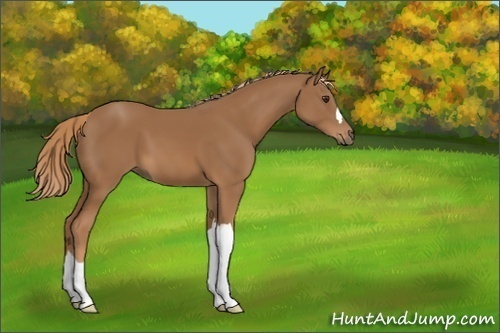Horse Color:Chestnut 