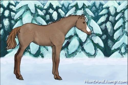 Horse Color:Liver Red Dun 