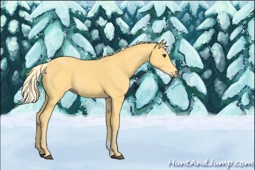 Horse Color:Palomino 
