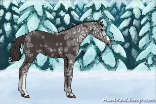 Horse Color:Smoky Black Ice 