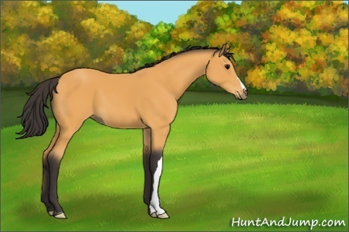 Horse Color:Buckskin 