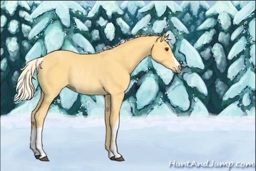 Horse Color:Palomino Rabicano 