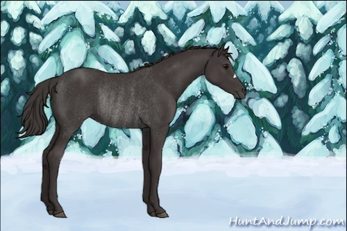 Horse Color:Smoky Black Rabicano 