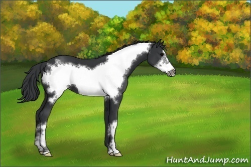 Horse Color:Black Frame 