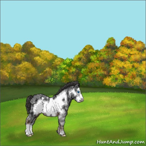 Horse Color:Liver Chestnut Ice Frame 