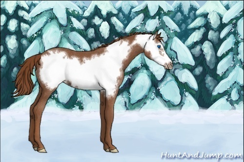 Horse Color:Chestnut Frame Rabicano 