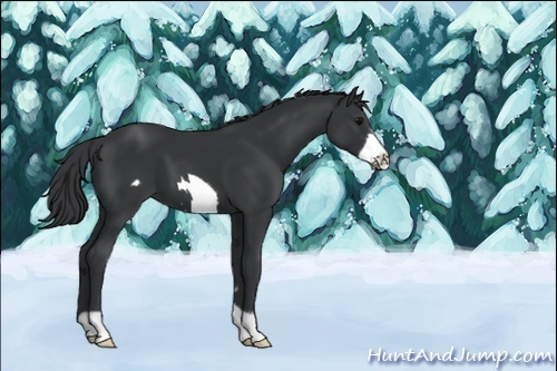 Horse Color:Black Frame 