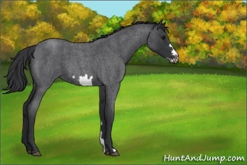 Horse Color:Unknown 