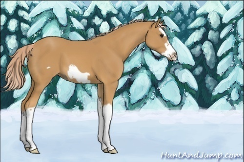 Horse Color:Unknown 