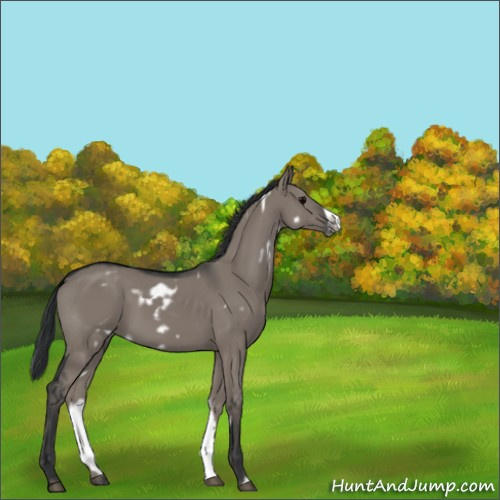 Horse Color:Unknown 