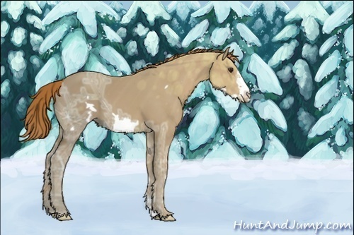 Horse Color:Unknown 
