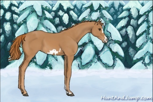 Horse Color:Unknown 