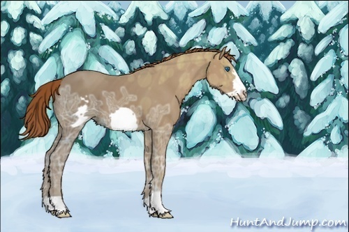 Horse Color:Unknown 