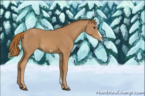 Horse Color:Unknown 