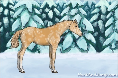 Horse Color:Unknown 