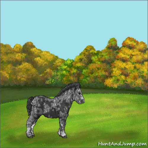 Horse Color:Unknown 
