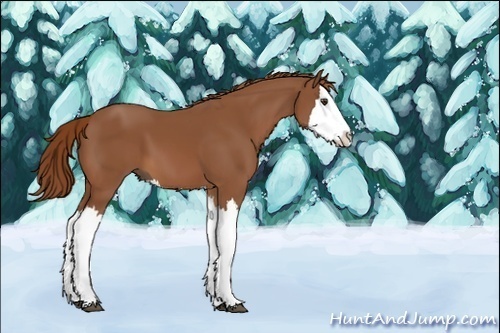 Horse Color:Chestnut Splash 