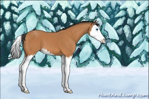 Horse Color:Bay Splash 