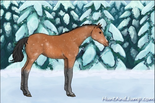 Horse Color:Bay 