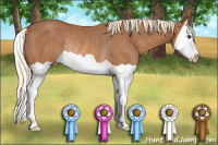 Horse Color:Chestnut Splash Rabicano 