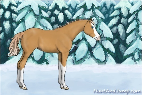 Horse Color:Unknown 