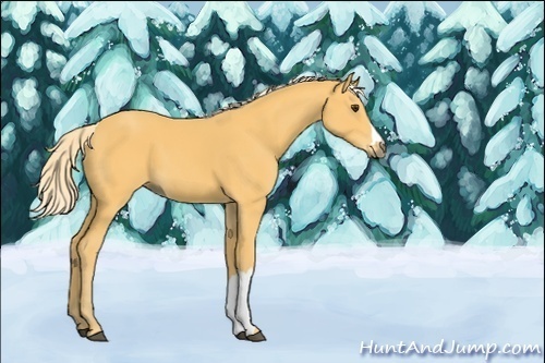 Horse Color:Unknown 